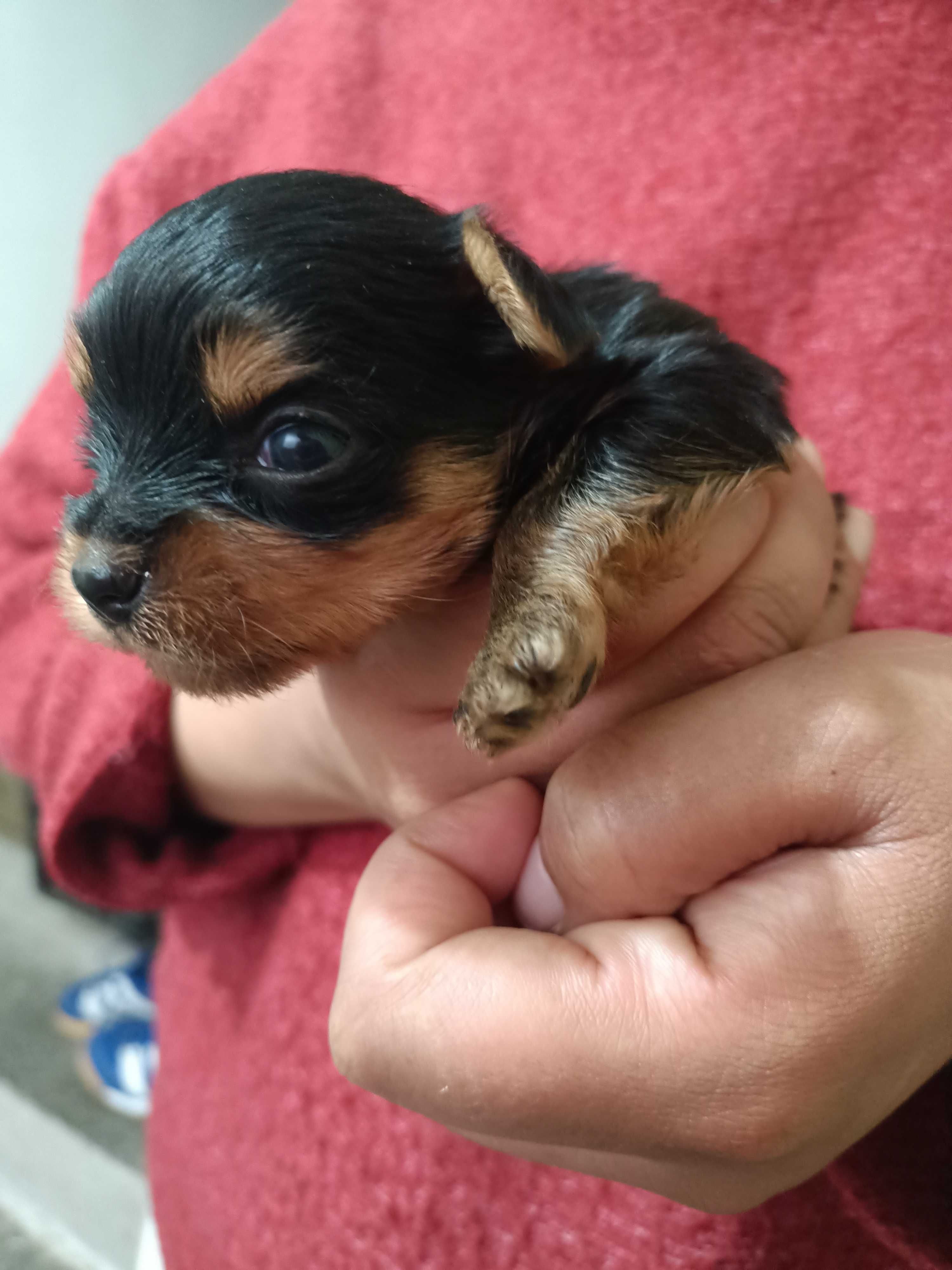 Yorkshire terrier