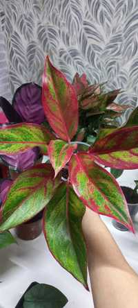 Aglaonema Wannian Red (Аглаонема)