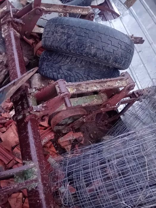 Rariță grau /porumb