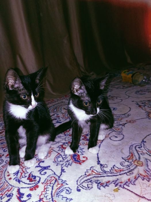 Кошки пародистые