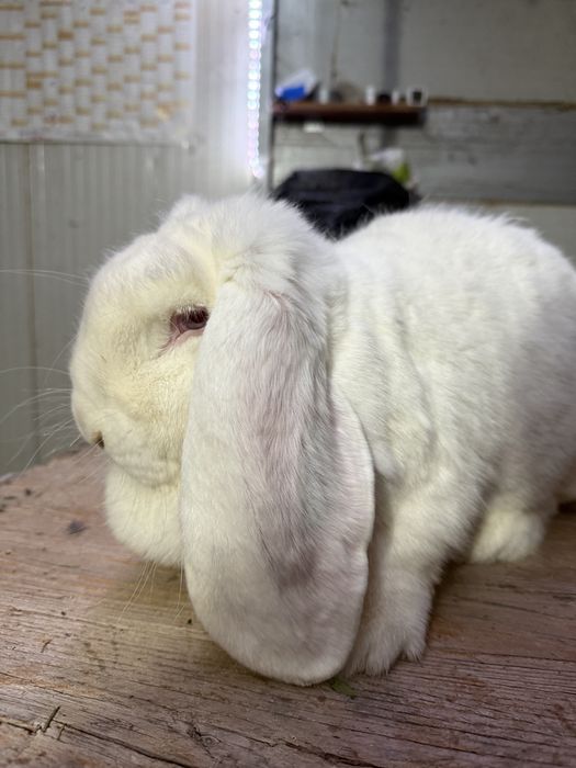 Femela berbec german Alb din ianuarie