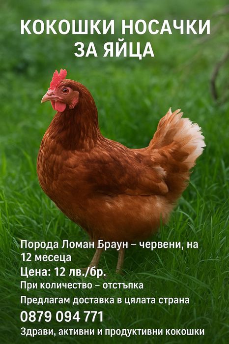 Активни кокошки носачки