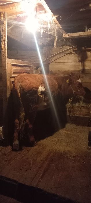 Тайынша сатамын ұрғашы