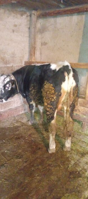 Продаётся бык 1 год