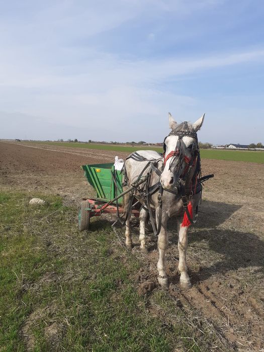 De vanzare  Iapa 4 ani și 6 luni  și mânz 1 an și 5 luni
