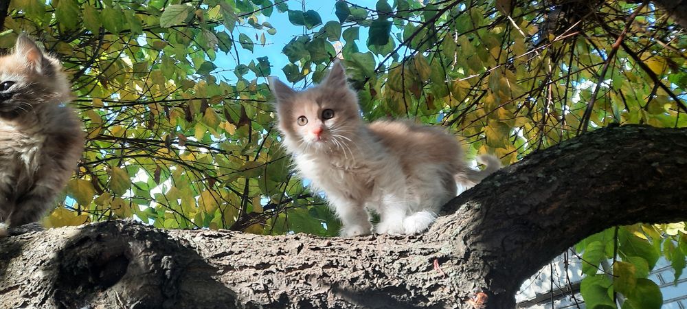 Подарю доброму человеку