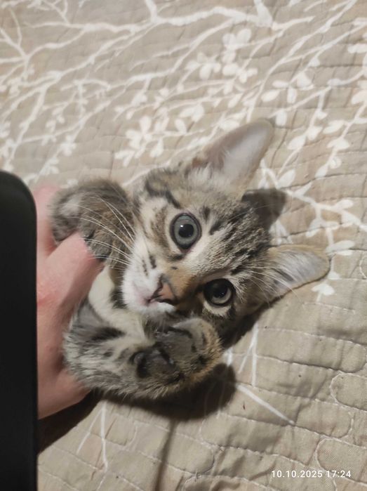 Котята в хорошую семью