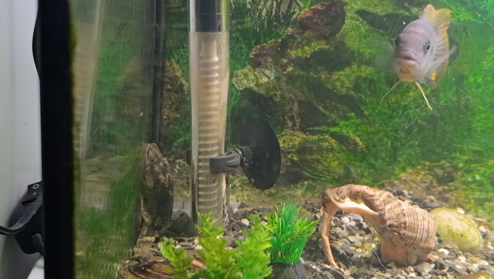 Vand pesti cu acvariu