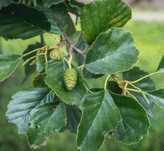 Arin negru puiet ( Alnus Glutinosa) / Arin negru la pret de producator