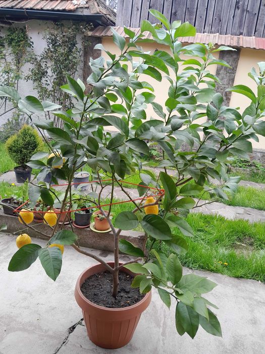 Vand Lamai la ghiveci