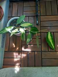 Hoya Australis, hoya Macrophylla "Pot of Gold",Planta Ruj