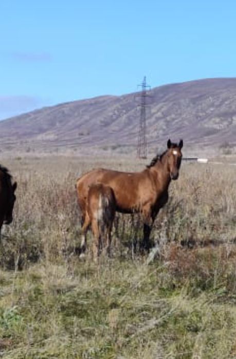 Продам кобылу с кобылкой
