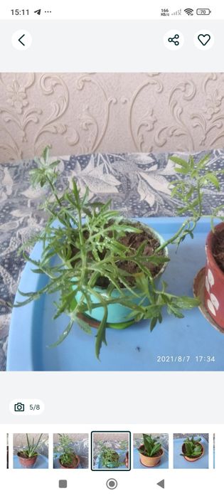 Комнатные домашние цветы