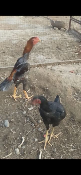 Кул жожа 7 ойлика кетяпти