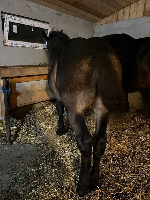 Vând mânză       .