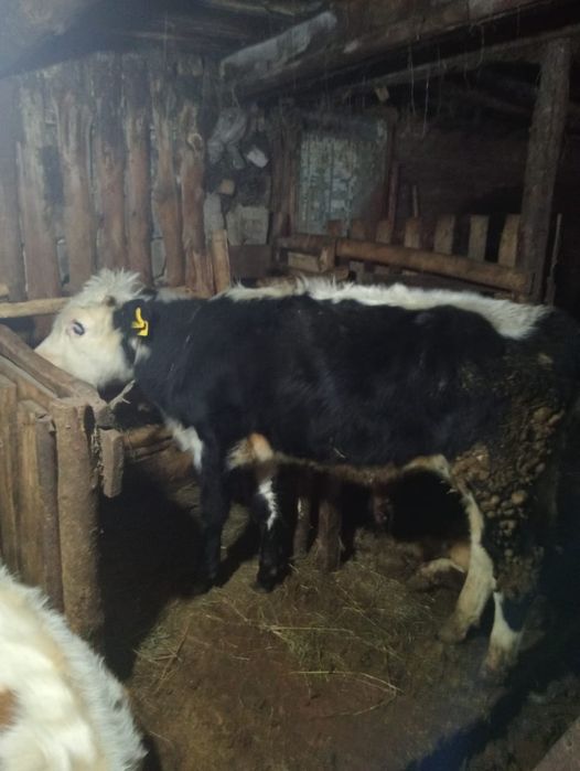 Еркек бұзау сатылады 11 айлық