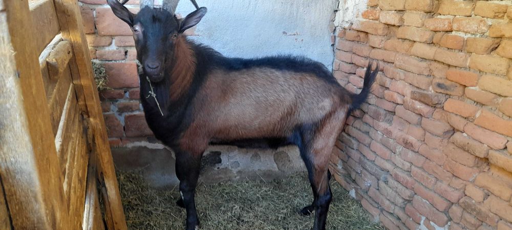 vind capre rasa pura Alpina Franceza