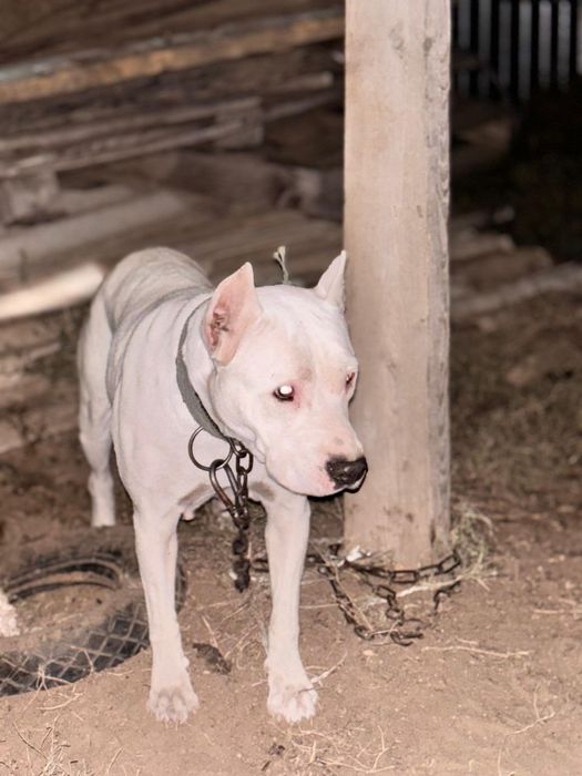 Амстафф девочка 2 года.