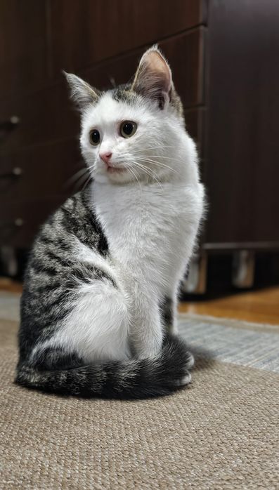 Котенок ищет дом.