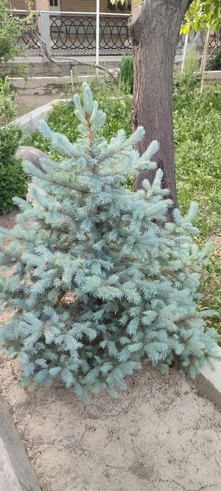 Gazon ekish  landshaft