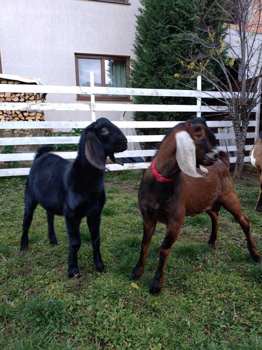 tap capra anglo nubian