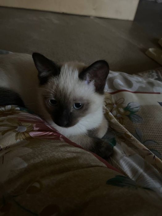 Сиамский котенок