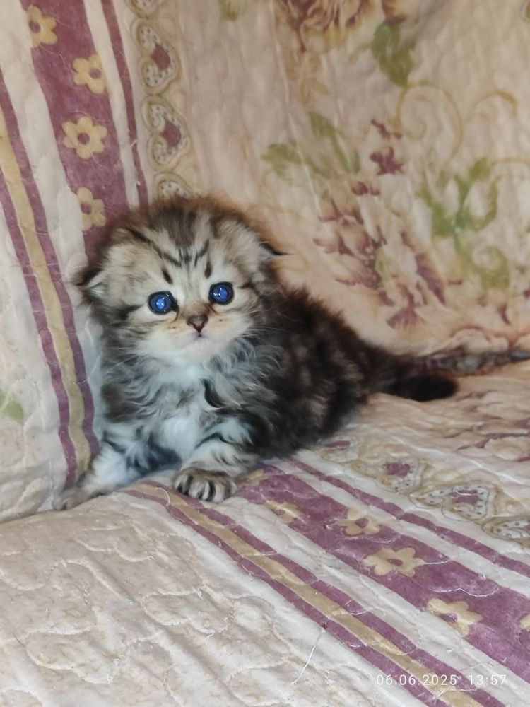 Шотланский Скоттиш Фолд!
