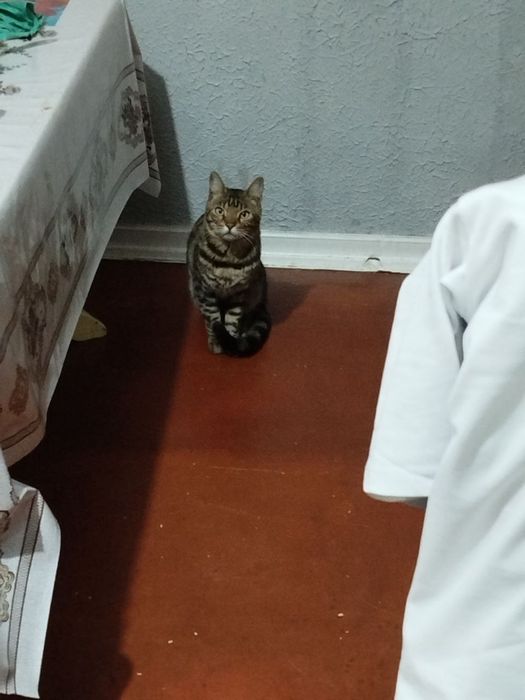 Продам Бенгальского кота