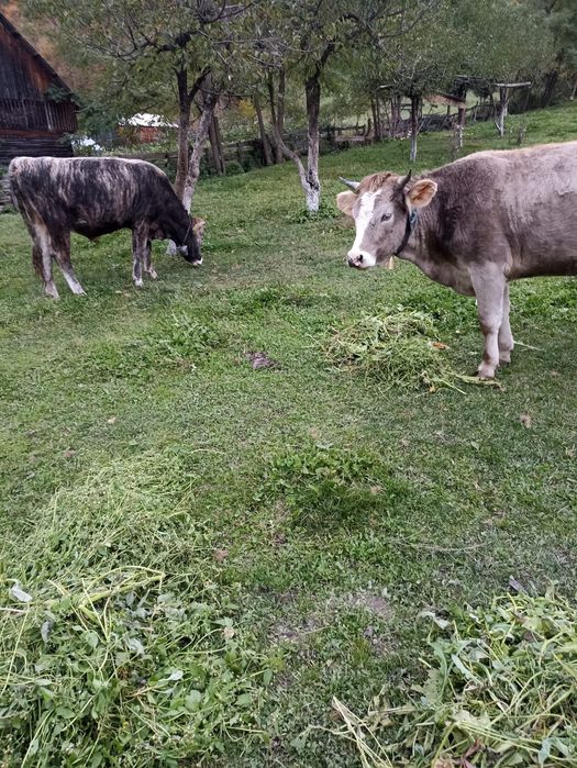 Vând juninci viu sau carcasă