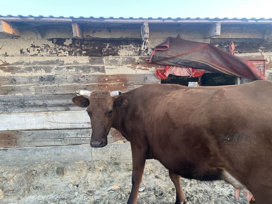 Сауын сиыр сатылады