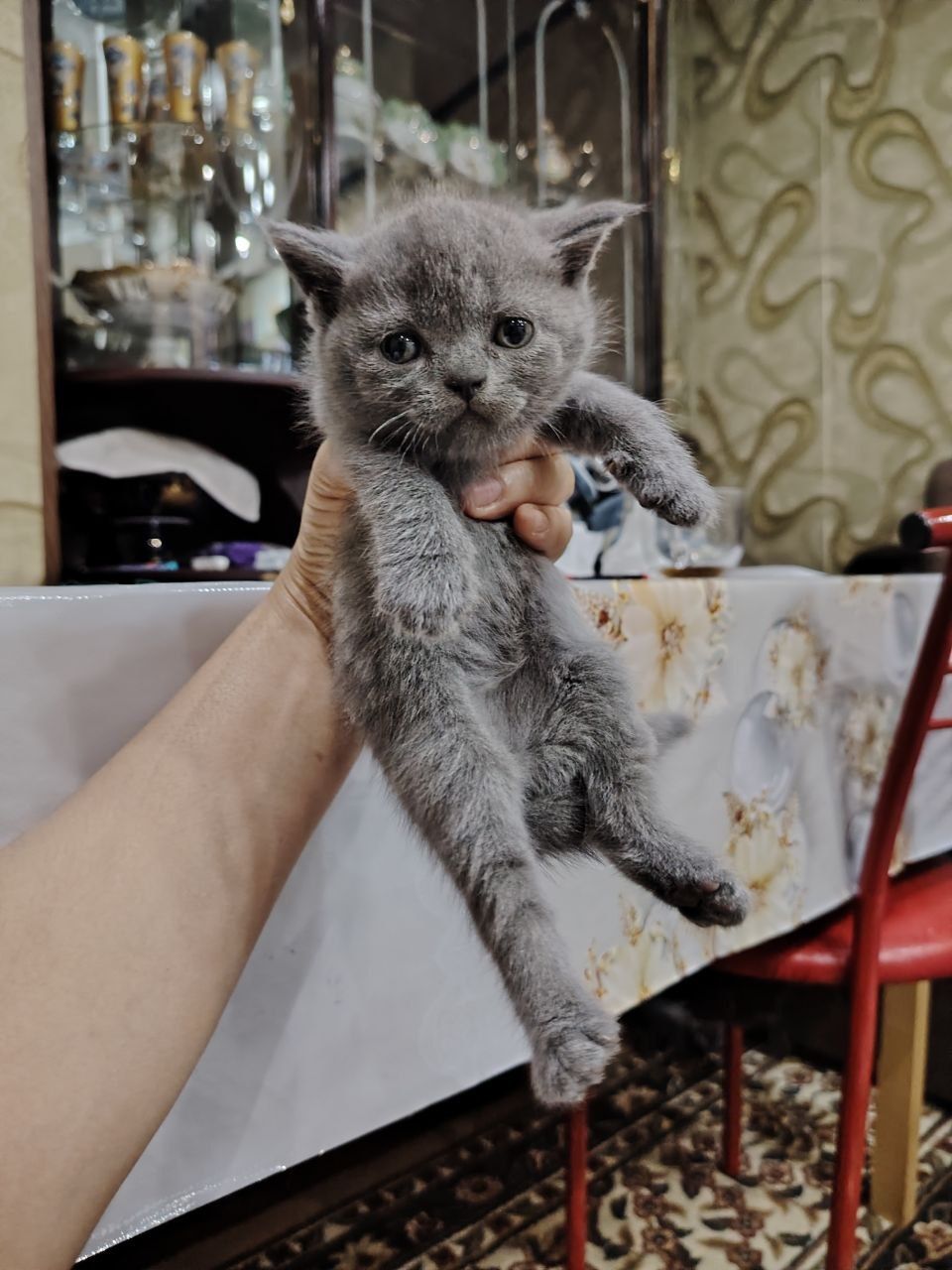 Шотландские котята