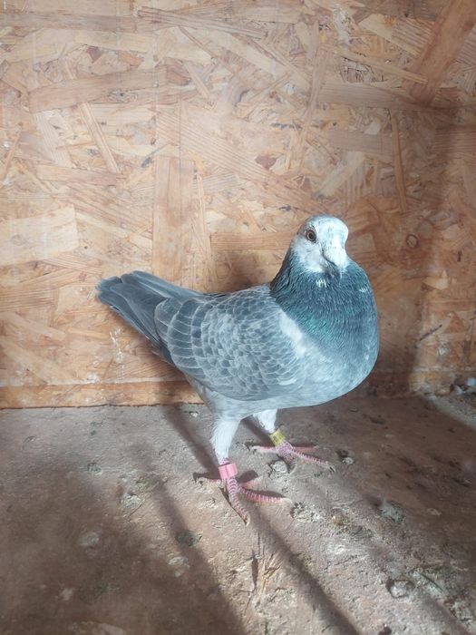 Porumbel  Voiajor viteză