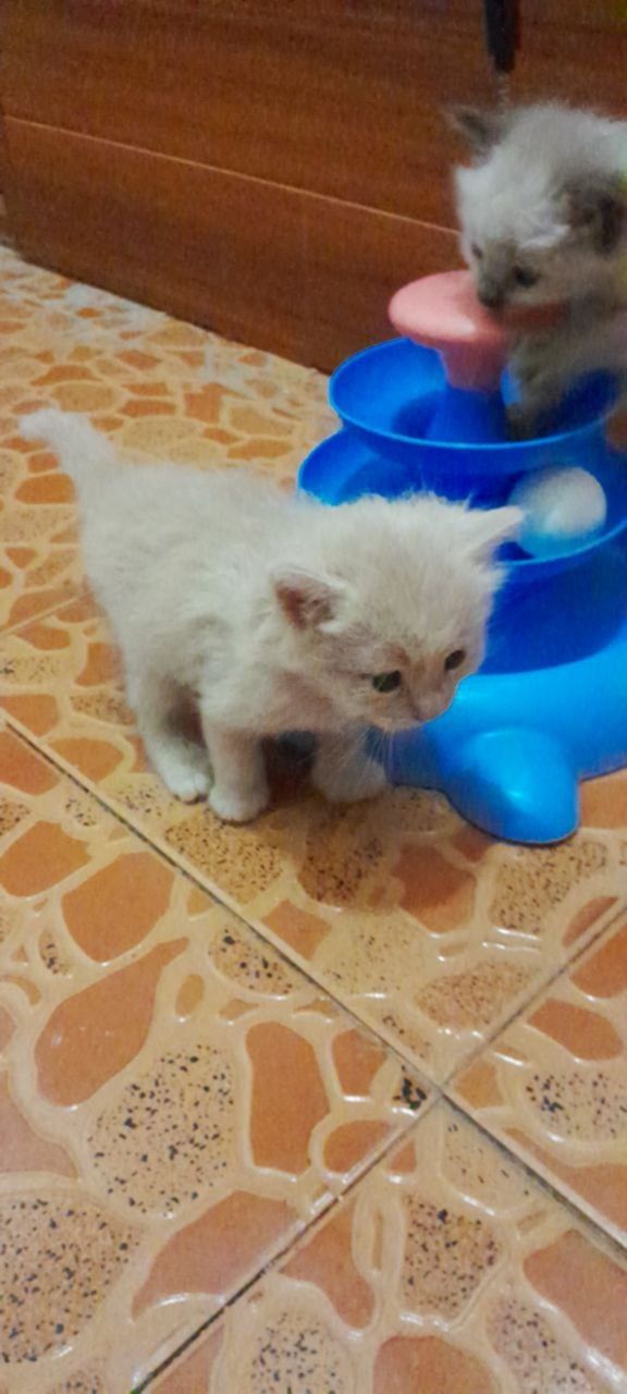 Домашний котёнок мальчик