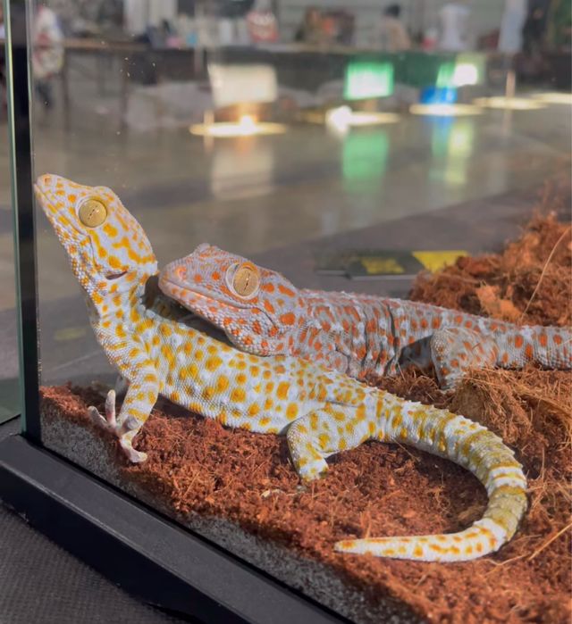 Геккон токи, ящерица