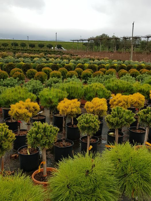 Vand tuia smarald spirale pon pon magnolia gazon rulou pt det sunați