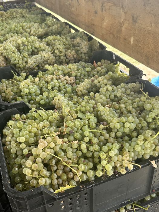 Struguri pentru vin
