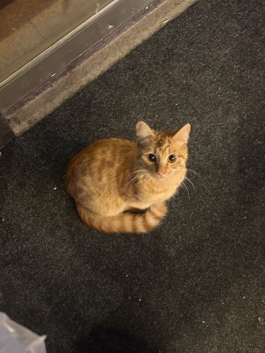 Приютите котенка, спасите жизнь