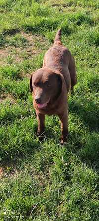 Labrador retriever ciocolatiu