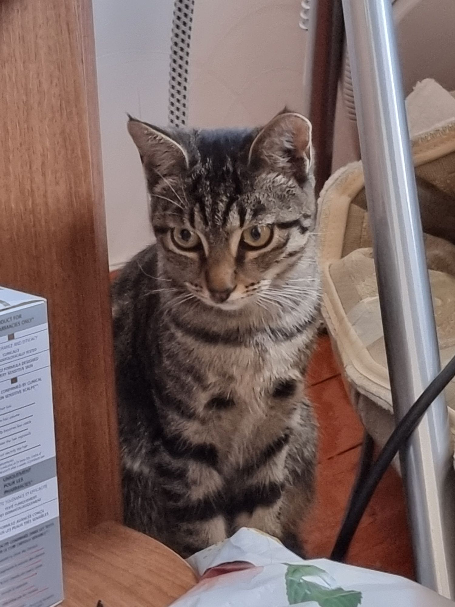 Отдаём котят (мальчика и девочку) в добрые  руки