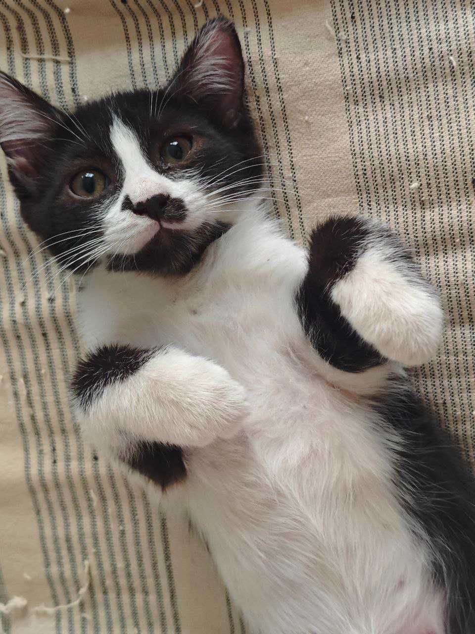 Котёнка в добрые руки