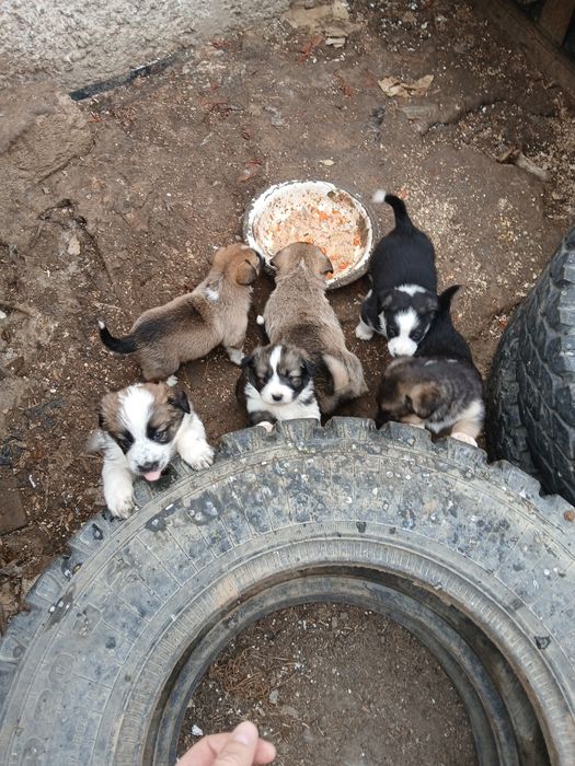 Отдам даром в хорошие руки