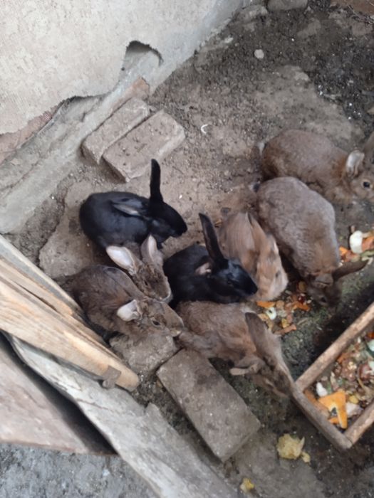 Продаются крольчата по 60000 тысяч