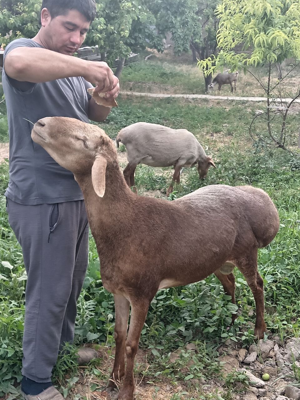 ARASHAN qo'chqori sotiladi