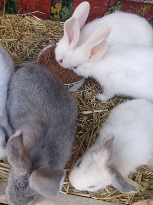 Ona quyon va bolalari sotiladi