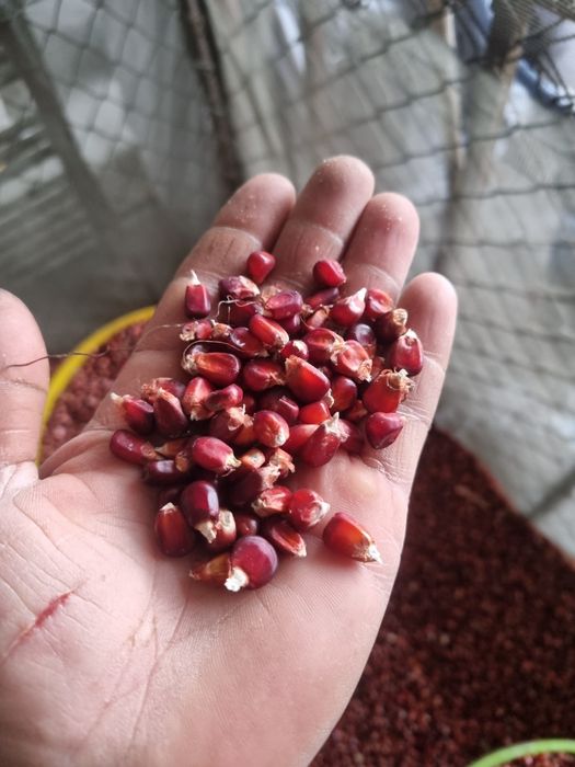 Vand porumb rosu pentru porumbei