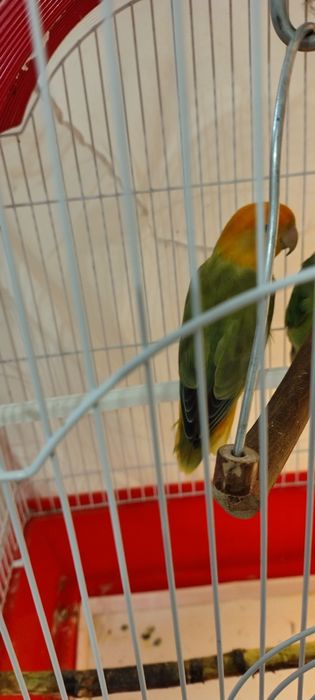 Papagal agapornis baiat