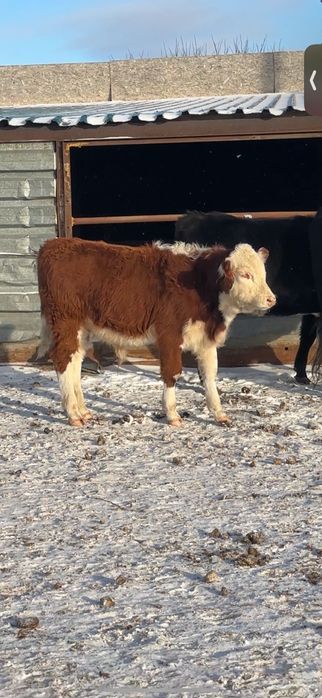 9 подсосных бычков