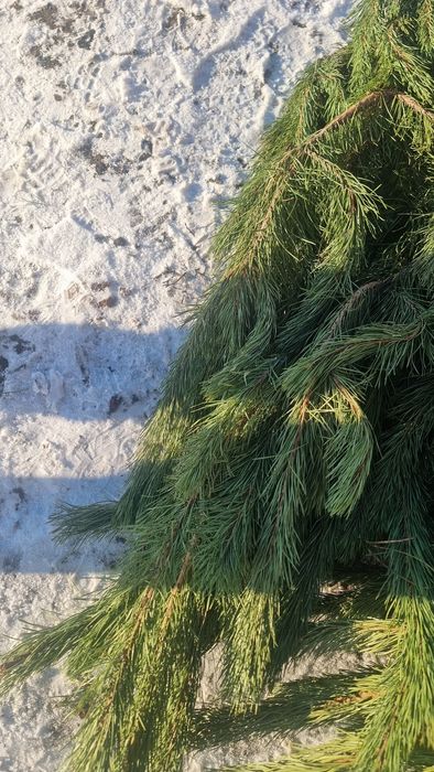 Елки оптом,Сосна и Ель Новогодняя