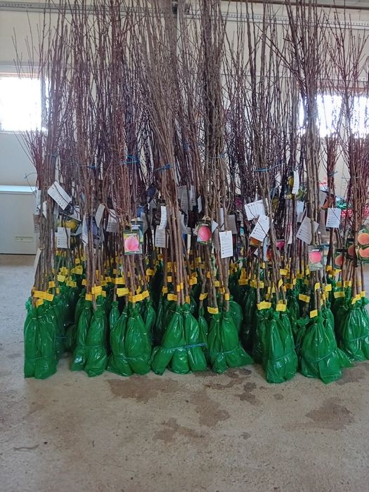 Producator vând pomi fructiferi