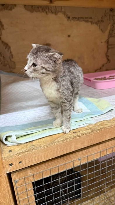 Ищем девочке любящую семью